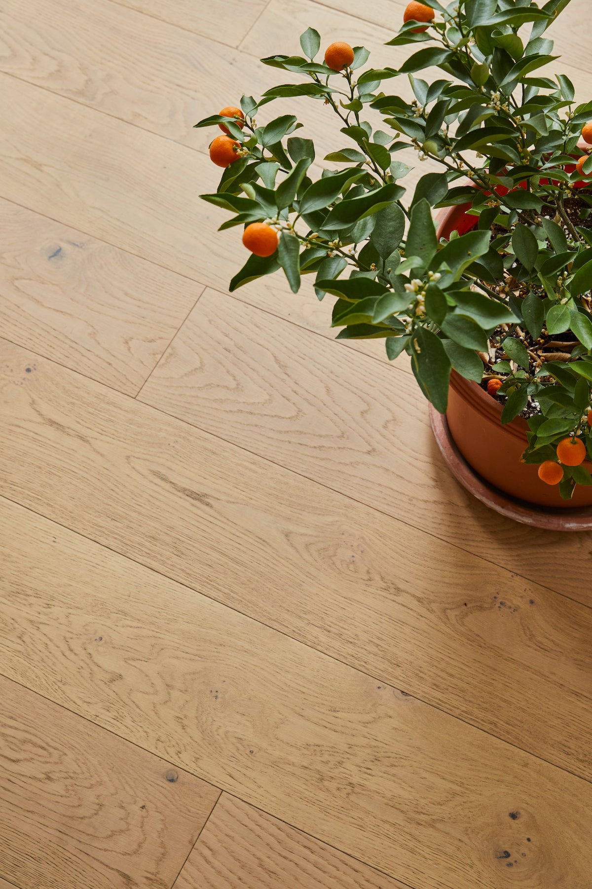 A potted orange tree on a Scandinavian oak floor