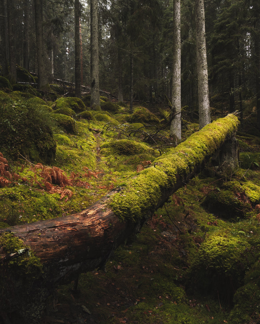 A fallen, mossy log in the forest