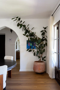 Harbor flooring by Stuga hand scraped white oak in a living room with a rubber plant