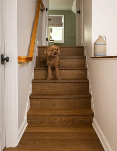 Dog standing on wooden stairs in a home interior