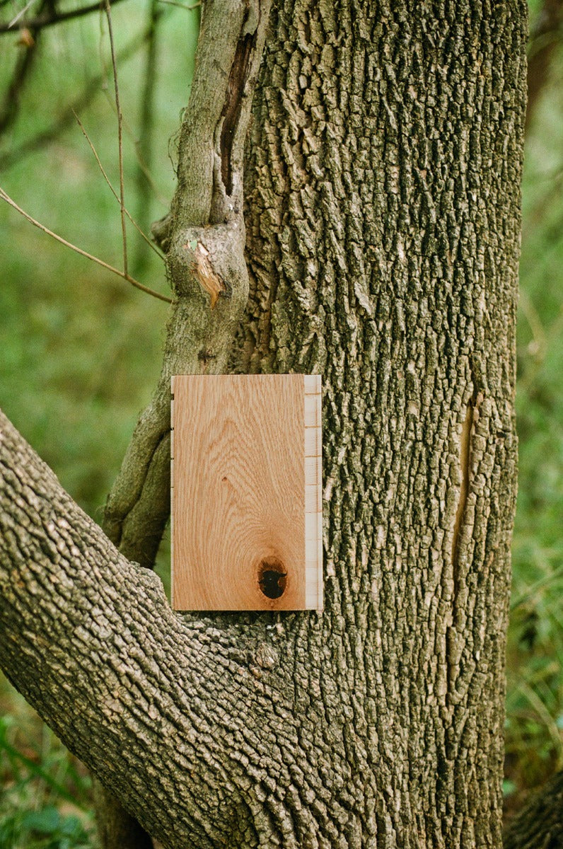 A rustic white oak hardwood floor sample in the crook of a tree