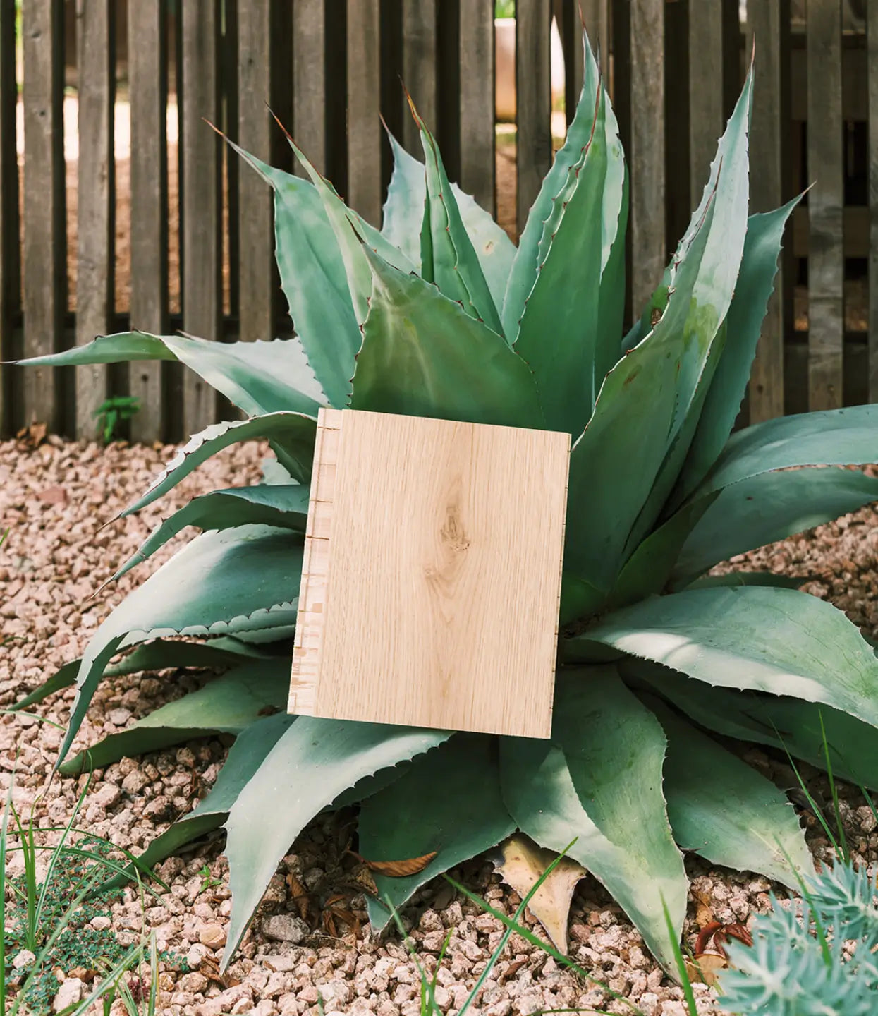 Fredrik neutral white oak flooring sample displayed against an agave plant