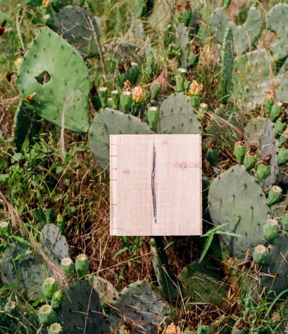 Pepper rustic wood flooring on a prickly pear cactus