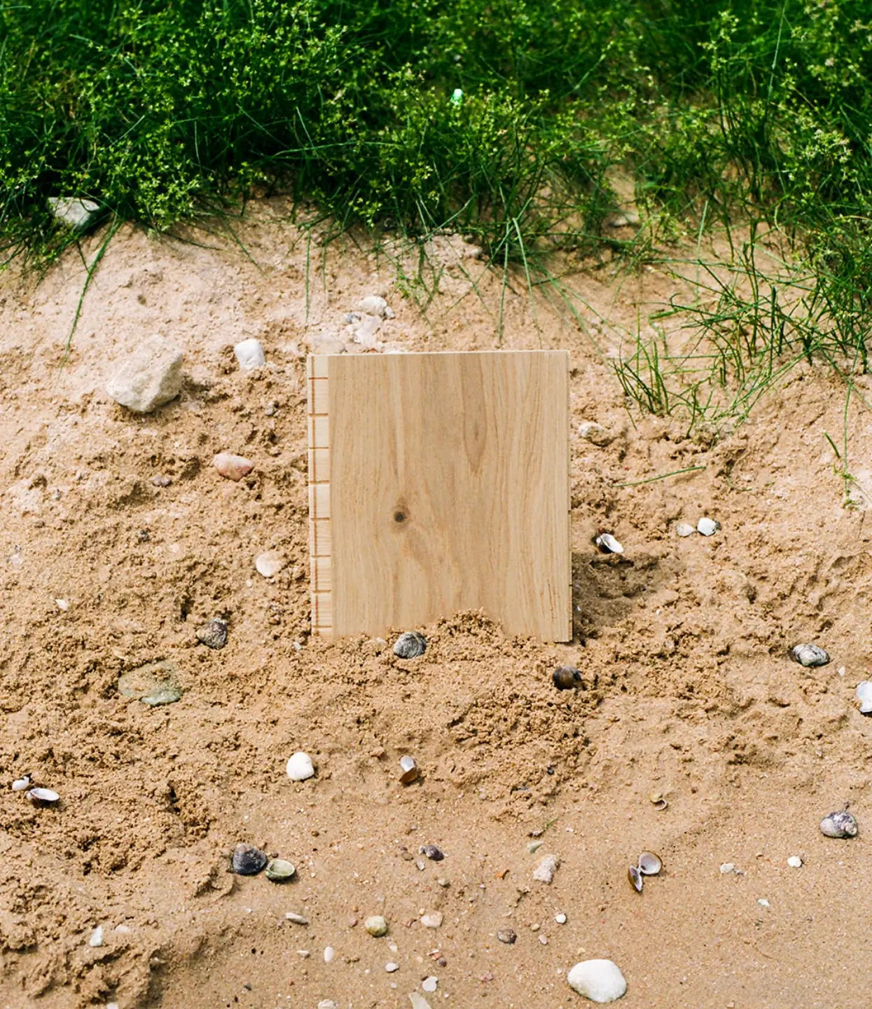 Shell natural white oak flooring sample in sandy dune surrounded by shells