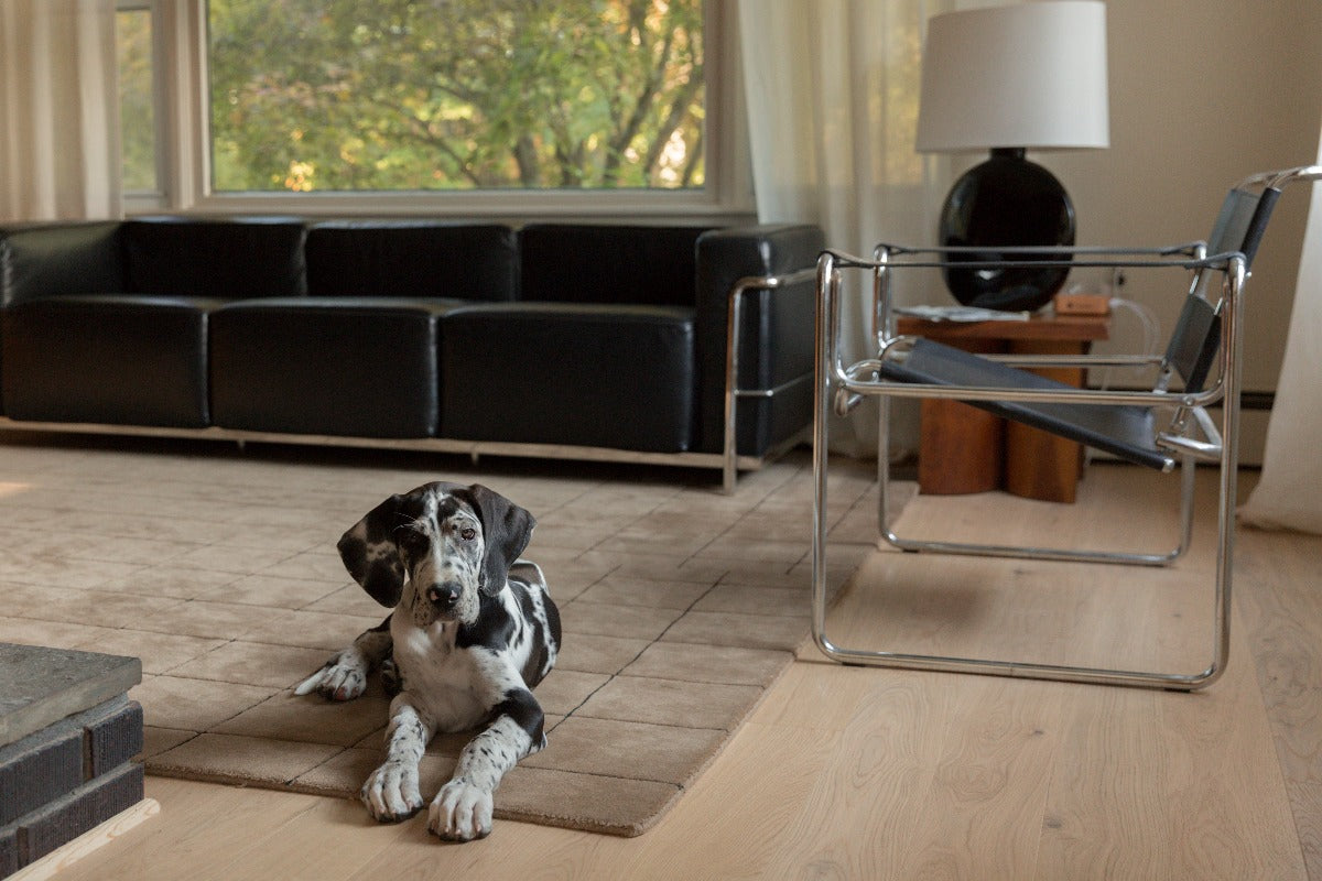 pet friendly hardwood flooring perfect for whole home renovation stuga hardwood flooring