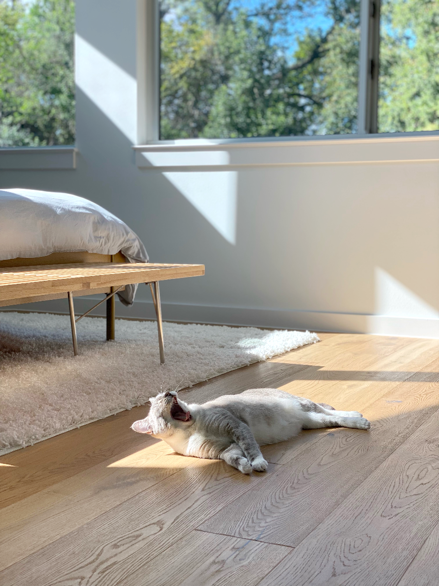 Cat yawning while laying on a hand scraped white oak floor